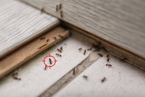 Best Residential Pest Control  in Centerville, MN