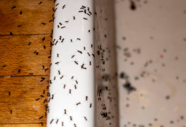 Best Affordable Pest Control Services  in Centerville, MN